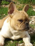 belooga bull de sabres - bouledogue francais - Bouledogue Fran&ccedil;ais