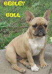 besley bull de sabres - bouledogue francais - Bouledogue Fran&ccedil;ais