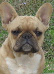 besley bull de sabres - bouledogue francais - Bouledogue Fran&ccedil;ais