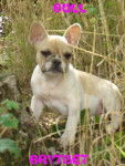 brytget bull de sabres - bouledogue francais - Bouledogue Fran&ccedil;ais
