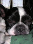 vanie bouledogue fran&ccedil;ais - Bouledogue Fran&ccedil;ais