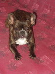 BOULEDOGUE FRANCAIS ATHENA - Bouledogue Fran&ccedil;ais
