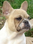 brytget bull de sabres - bouledogue francais - Bouledogue Fran&ccedil;ais