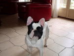 Bouledogue Fran&ccedil;ais - Bouledogue Fran&ccedil;ais