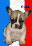 bylly bull de sabres - bouledogue francais - Bouledogue Fran&ccedil;ais