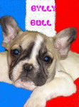 bylly bull de sabres - bouledogue francais - Bouledogue Fran&ccedil;ais