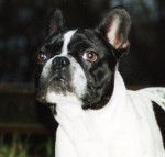 Tyson ---bouledogue francais - Bouledogue Fran&ccedil;ais