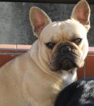 beckett bull de sabres - bouledogue francais - Bouledogue Fran&ccedil;ais