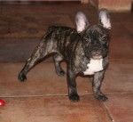 Bouledogue fran&ccedil;ais - Baloo le pot de colle... - Bouledogue Fran&ccedil;ais