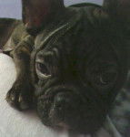 bouledogue fran&ccedil;ais mougli - Bouledogue Fran&ccedil;ais