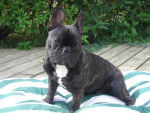 bouledogue francais bambou - Bouledogue Fran&ccedil;ais