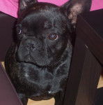 Bouledogue Fran&ccedil;ais:Babouche - Bouledogue Fran&ccedil;ais