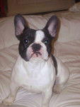 bouledogue fran&ccedil;ais ROMEO - Bouledogue Fran&ccedil;ais