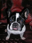 Vanie bouledogue fran&ccedil;ais - Bouledogue Fran&ccedil;ais