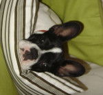 Bouledogue Fran&ccedil;ais - Cl&eacute;o - Bouledogue Fran&ccedil;ais