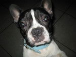 mon bouledogue francais ( miko) - Bouledogue Fran&ccedil;ais