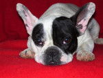 Bianca,bouledogue francais - Bouledogue Fran&ccedil;ais