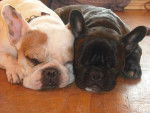 bouledogue fran&ccedil;ais Daisy et Ula - Bouledogue Fran&ccedil;ais