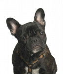 bouledogue fran&ccedil;ais Daisy - Bouledogue Fran&ccedil;ais
