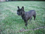 bouledogue fran&ccedil;ais Daisy et Ula - Bouledogue Fran&ccedil;ais