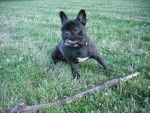 bouledogue fran&ccedil;ais Daisy - Bouledogue Fran&ccedil;ais