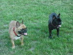 bouledogue fran&ccedil;ais Betty et Daisy - Bouledogue Fran&ccedil;ais