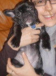 bouledogue fran&ccedil;ais Daisy - Bouledogue Fran&ccedil;ais
