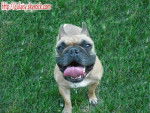 bouledogue fran&ccedil;ais betty - Bouledogue Fran&ccedil;ais
