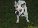 bouledogue fran&ccedil;ais Ula - Bouledogue Fran&ccedil;ais