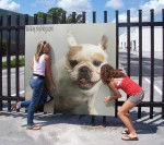 bouledogue fran&ccedil;ais Ula - Bouledogue Fran&ccedil;ais