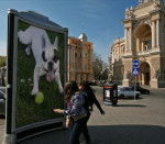 bouledogue fran&ccedil;ais pablo - Bouledogue Fran&ccedil;ais
