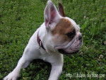 bouledogue fran&ccedil;ais Ula - Bouledogue Fran&ccedil;ais