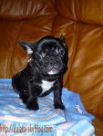bouledogue fran&ccedil;ais Daisy - Bouledogue Fran&ccedil;ais