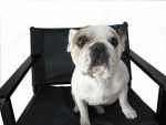 bouledogue fran&ccedil;ais Ula - Bouledogue Fran&ccedil;ais
