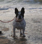 bouledogue francais lola - Bouledogue Fran&ccedil;ais