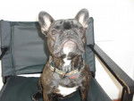 bouledogue fran&ccedil;ais Daisy - Bouledogue Fran&ccedil;ais