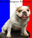 bouledogue fran&ccedil;ais Ula - Bouledogue Fran&ccedil;ais