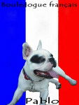 bouledogue fran&ccedil;ais Pablo - Bouledogue Fran&ccedil;ais