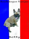 bouledogue fran&ccedil;ais betty - Bouledogue Fran&ccedil;ais