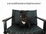 bouledogue fran&ccedil;ais Daisy - Bouledogue Fran&ccedil;ais