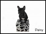 bouledogue fran&ccedil;ais Daisy - Bouledogue Fran&ccedil;ais