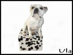 bouledogue fran&ccedil;ais Ula - Bouledogue Fran&ccedil;ais