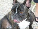 bouledogue fran&ccedil;ais rocky - Bouledogue Fran&ccedil;ais