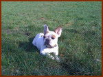bouledogue fran&ccedil;ais Ula - Bouledogue Fran&ccedil;ais