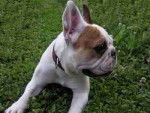 bouledogue fran&ccedil;ais Ula - Bouledogue Fran&ccedil;ais