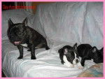 bouledogue fran&ccedil;ais Daisy, Eva, et Enzo - Bouledogue Fran&ccedil;ais