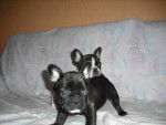 bouledogue fran&ccedil;ais Enzo et Eva - Bouledogue Fran&ccedil;ais