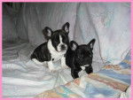 bouledogue fran&ccedil;ais Enzo et Eva - Bouledogue Fran&ccedil;ais