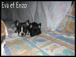 bouledogue fran&ccedil;ais Enzo et Eva - Bouledogue Fran&ccedil;ais