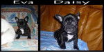 bouledogue fran&ccedil;ais Daisy et Eva - Bouledogue Fran&ccedil;ais
